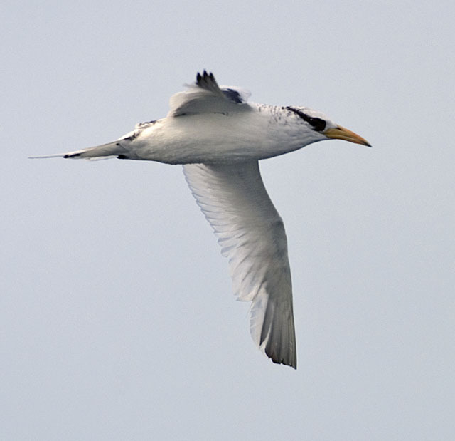 Red-billed Tropicbirds