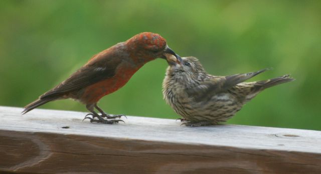Red Crossbills