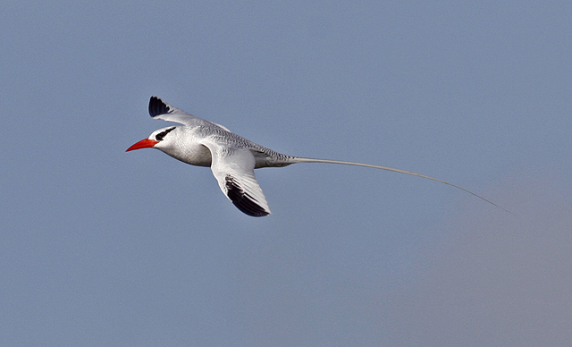 Red-billed Tropicbird
