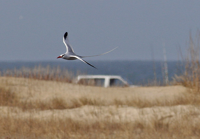 Red-billed Tropicbird