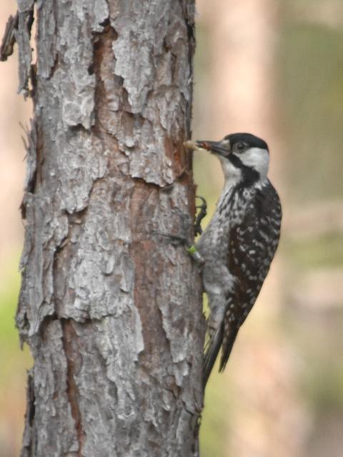 Red-cockaded Woodpecker