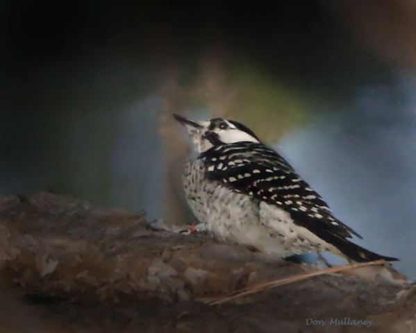 Red-cockaded Woodpecker