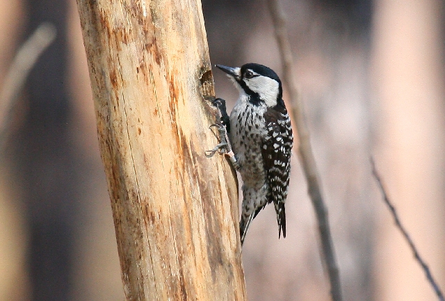 Red-cockaded Woodpecker