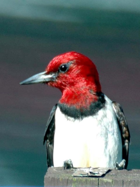 Red-headed Woodpeckers