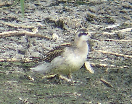 Red-necked Phalarope