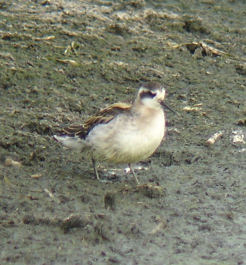 Red-necked Phalarope