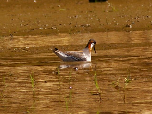 Red-necked Phalarope