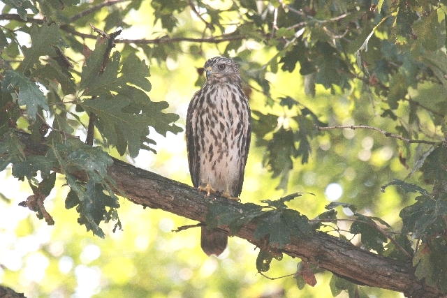 Red-shouldered Hawk