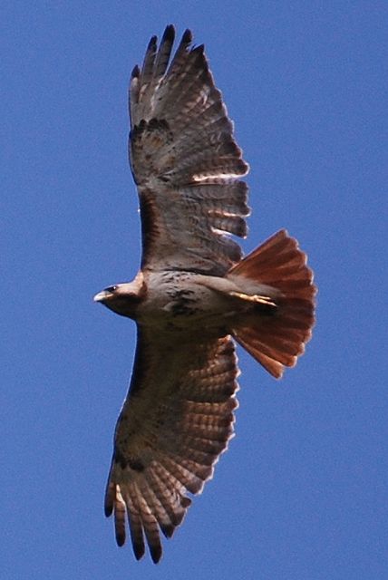 Red-tailed Hawk