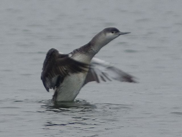 Red-throated Loon