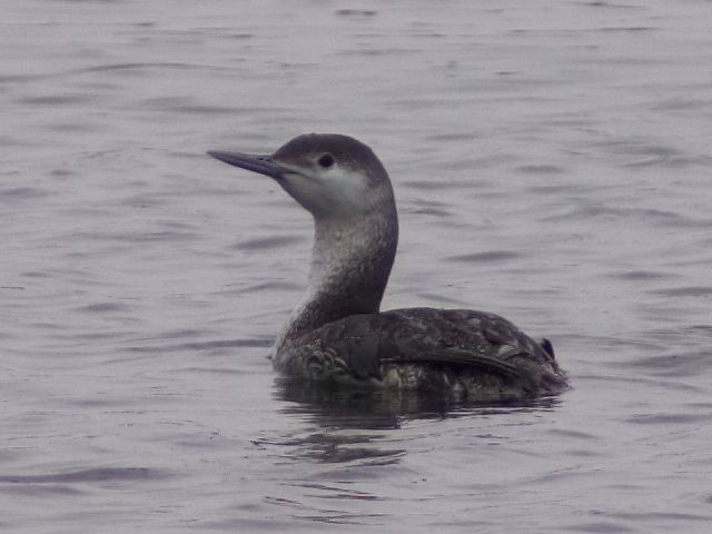 Red-throated Loon
