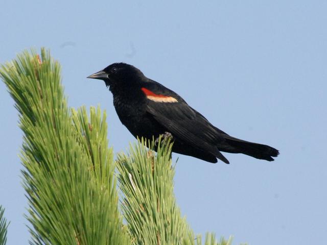 Red-winged Blackbirds.