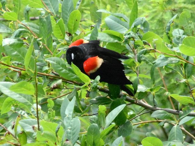 Red-winged Blackbirds.