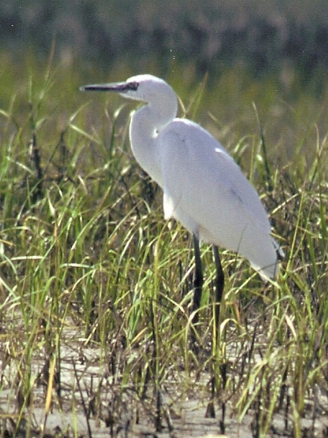 Reddish Egret
