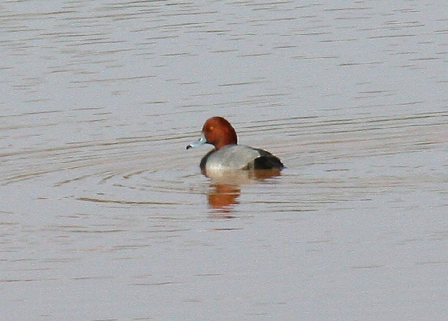 Redhead