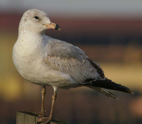 Ring-billed Gull