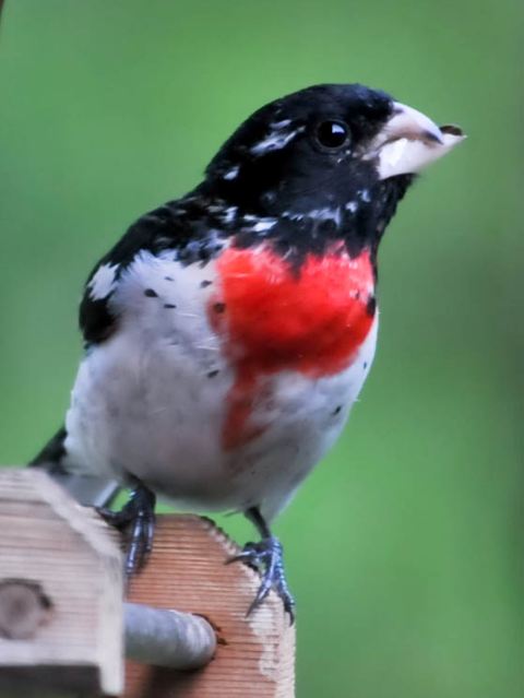 Rose-breasted Grosbeak