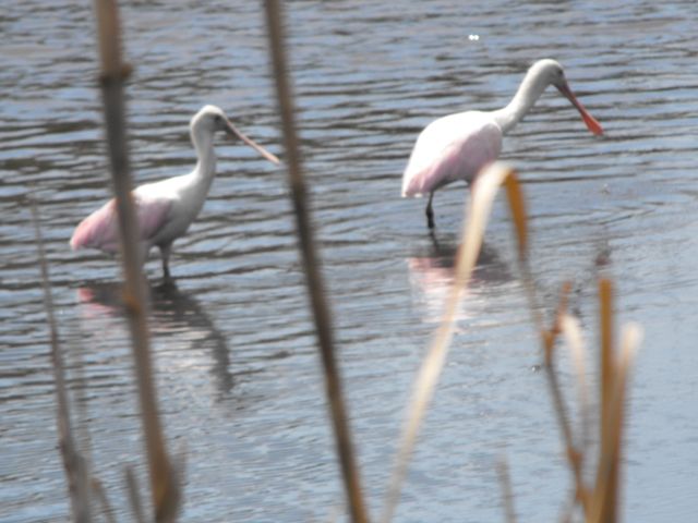 Roseate Spoonbills