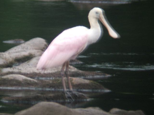 Roseate Spoonbill