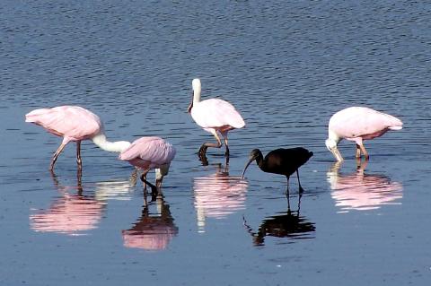 Roseate Spoonbills