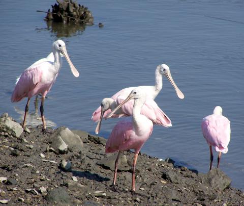 Roseate Spoonbills