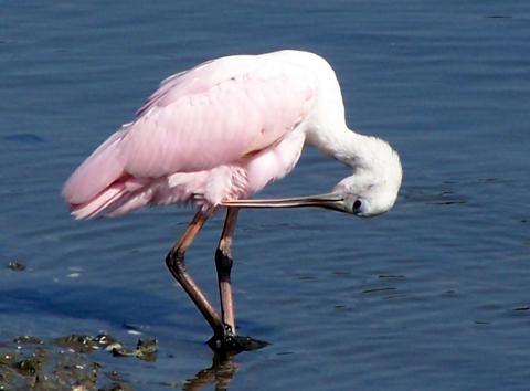 Roseate Spoonbills
