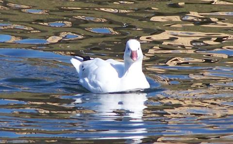 Ross's Goose