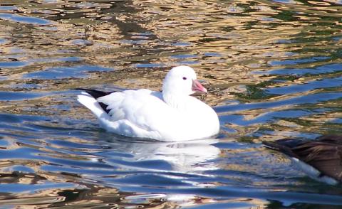 Ross's Goose