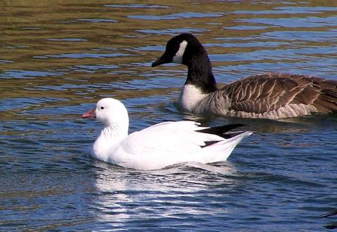 Ross's Goose