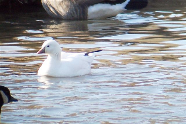 Ross's Goose