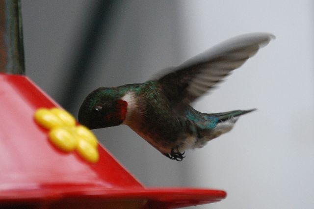 ruby throated hummingbirds ruby throated hummingbirds