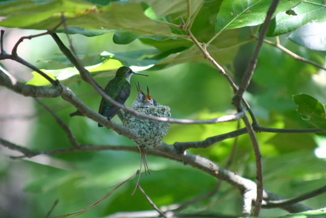 Ruby-throated Hummingbird