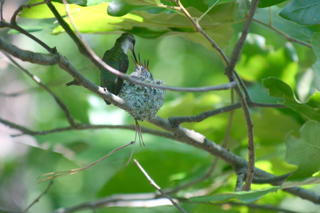 Ruby-throated Hummingbird