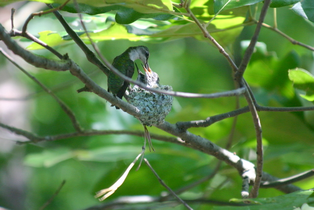Ruby-throated Hummingbird