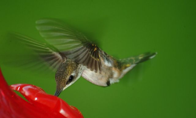 Ruby-throated Hummingbird