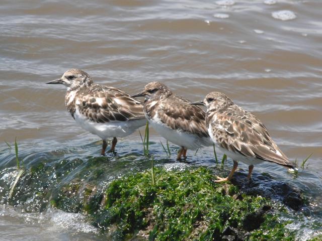 Ruddy Turnstones