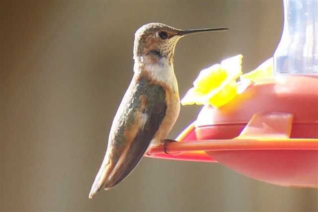 Rufous Hummingbird