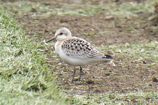 Sanderling