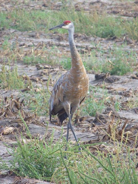 Sandhill Crane