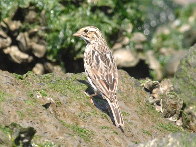 Savannah Sparrow
