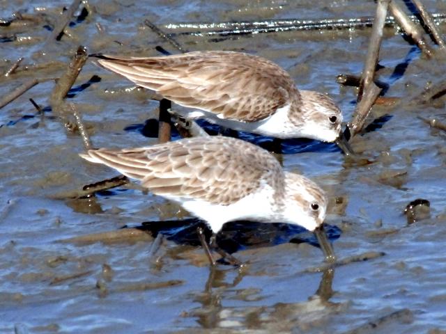 Semipalmated Sandpipers