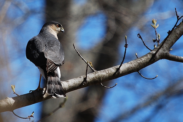 Sharp-shinned Hawk