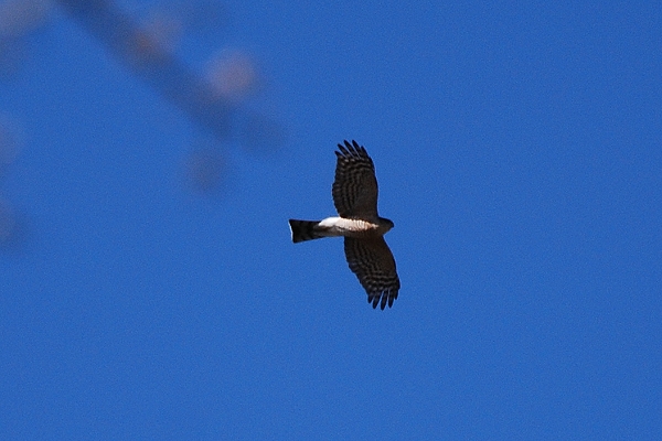 Sharp-shinned Hawk