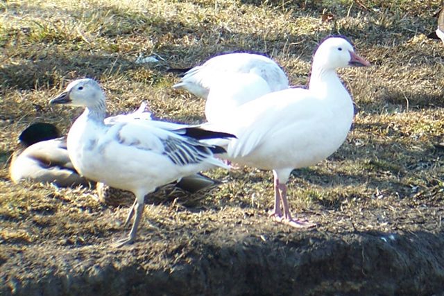 Snow Geese