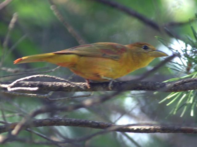 Summer Tanager