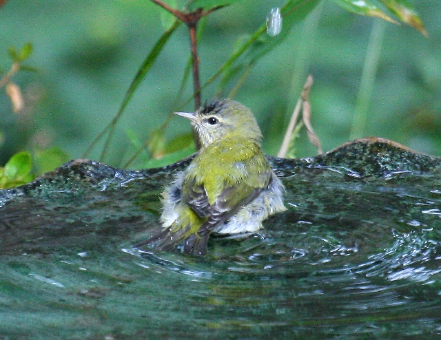 Tennessee Warbler