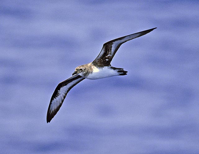 Trindade Petrels