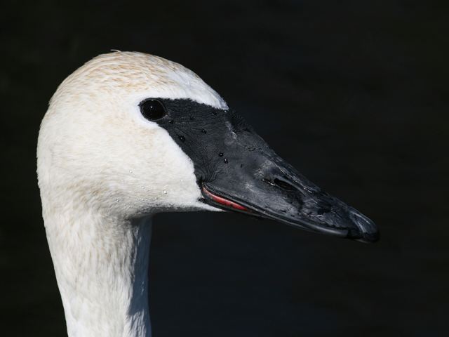 Trumpeter Swans