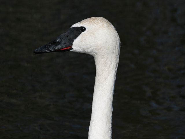 Trumpeter Swans