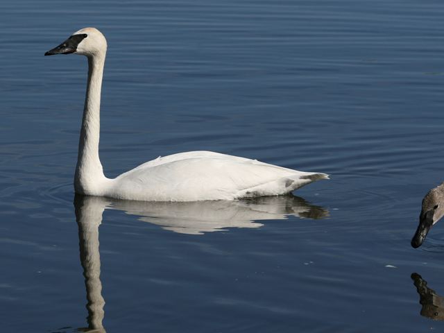 Trumpeter Swans